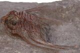 Red Leonaspis Trilobites - Hmar Laghdad, Morocco #310289-2